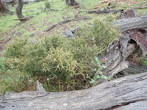Melicytus angustifolius: Melicytus angustifolius subsp. divaricatus with stout divaricate spines
