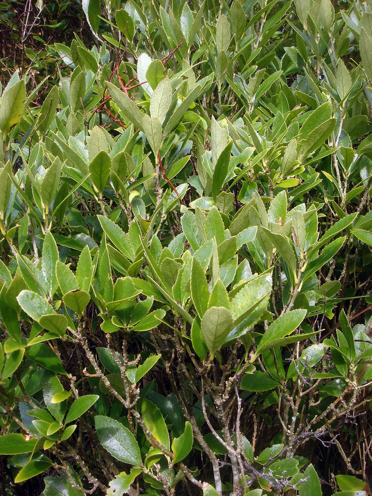 Melicytus chathamicus: Chatham Island mahoe