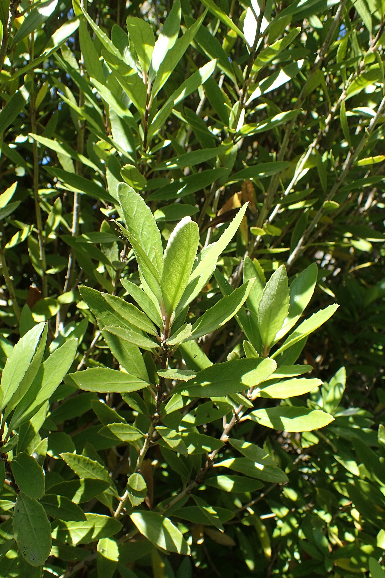Melicytus chathamicus: Melicytus chathamicus in Dunedin Botanic Garden