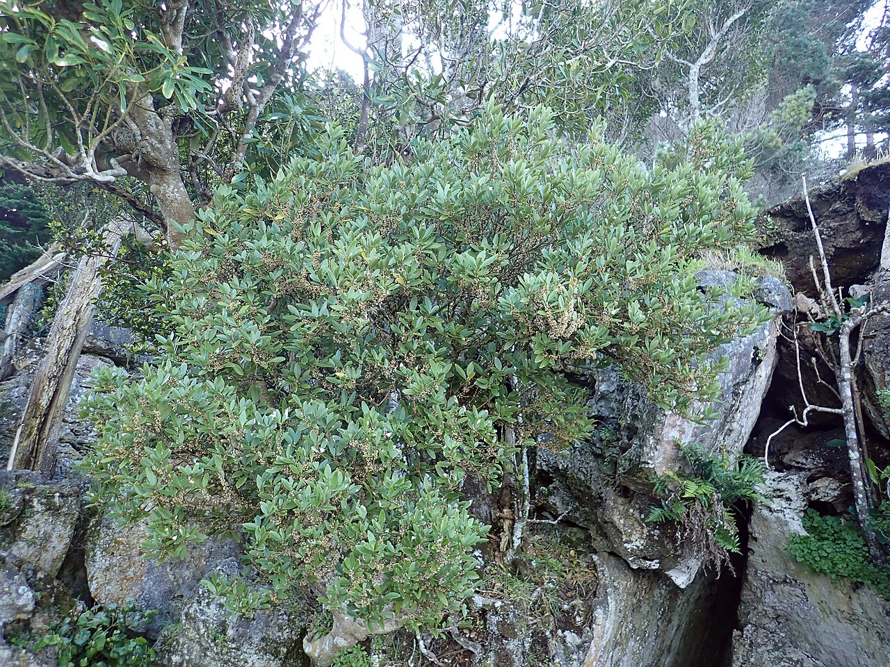 Melicytus chathamicus: Melicytus chathamicus, Waitangi, NZ-CI, NZ, 2019-09-21 (iNaturalist).