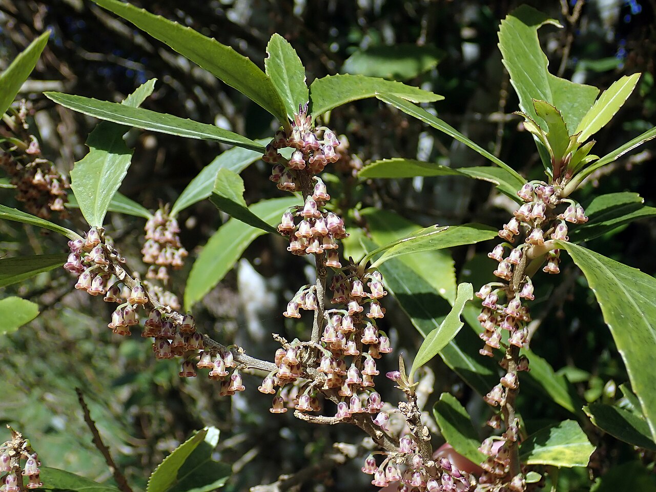 Melicytus chathamicus: Melicytus chathamicus, Waitangi, NZ-CI, NZ, 2019-09-21 (iNaturalist).
