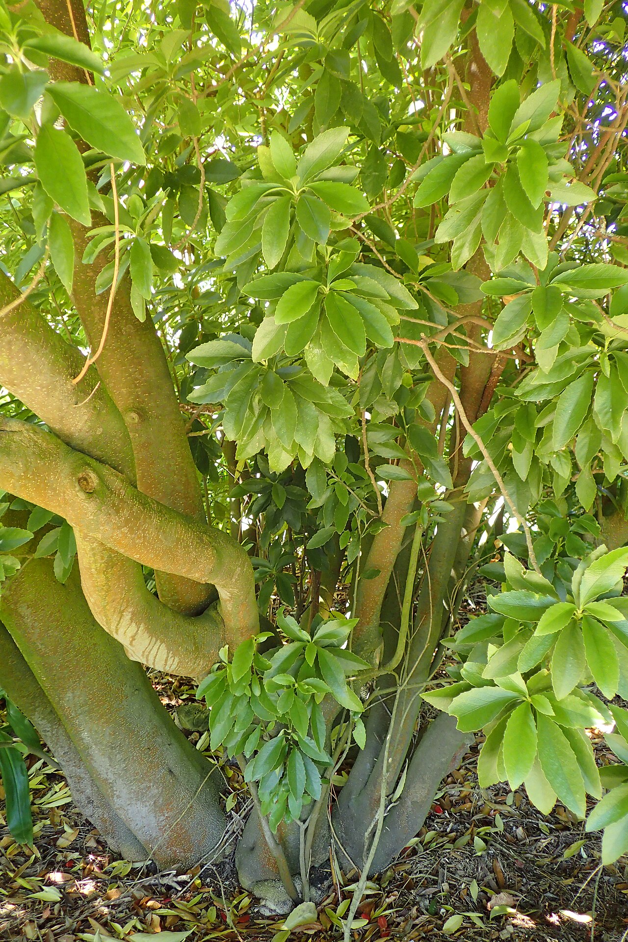 Melicytus chathamicus: Melicytus chathamicus in Dunedin Botanic Garden