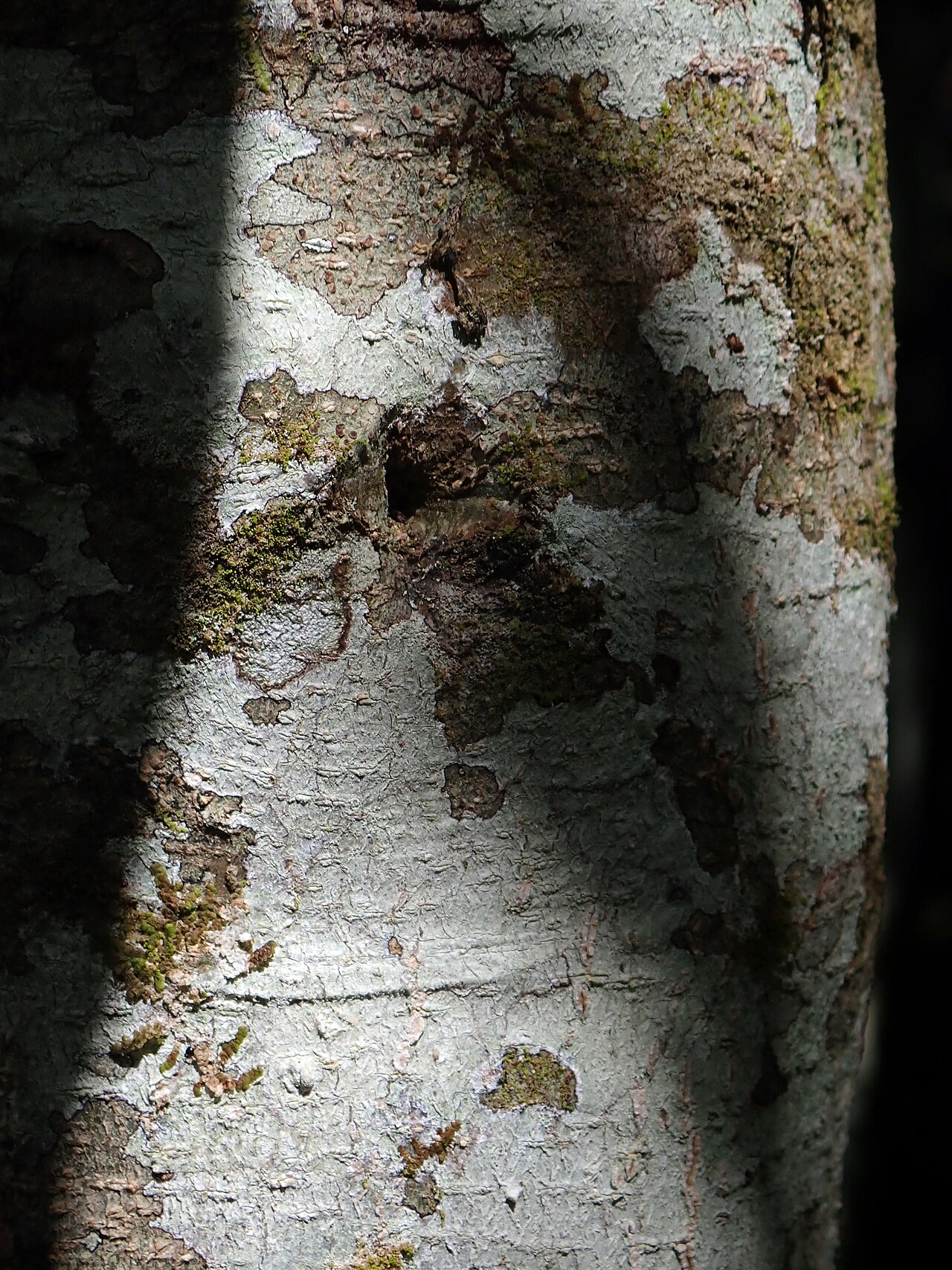 Melicytus chathamicus: Melicytus chathamicus, Waitangi, NZ-CI, NZ, 2019-09-21 (iNaturalist).