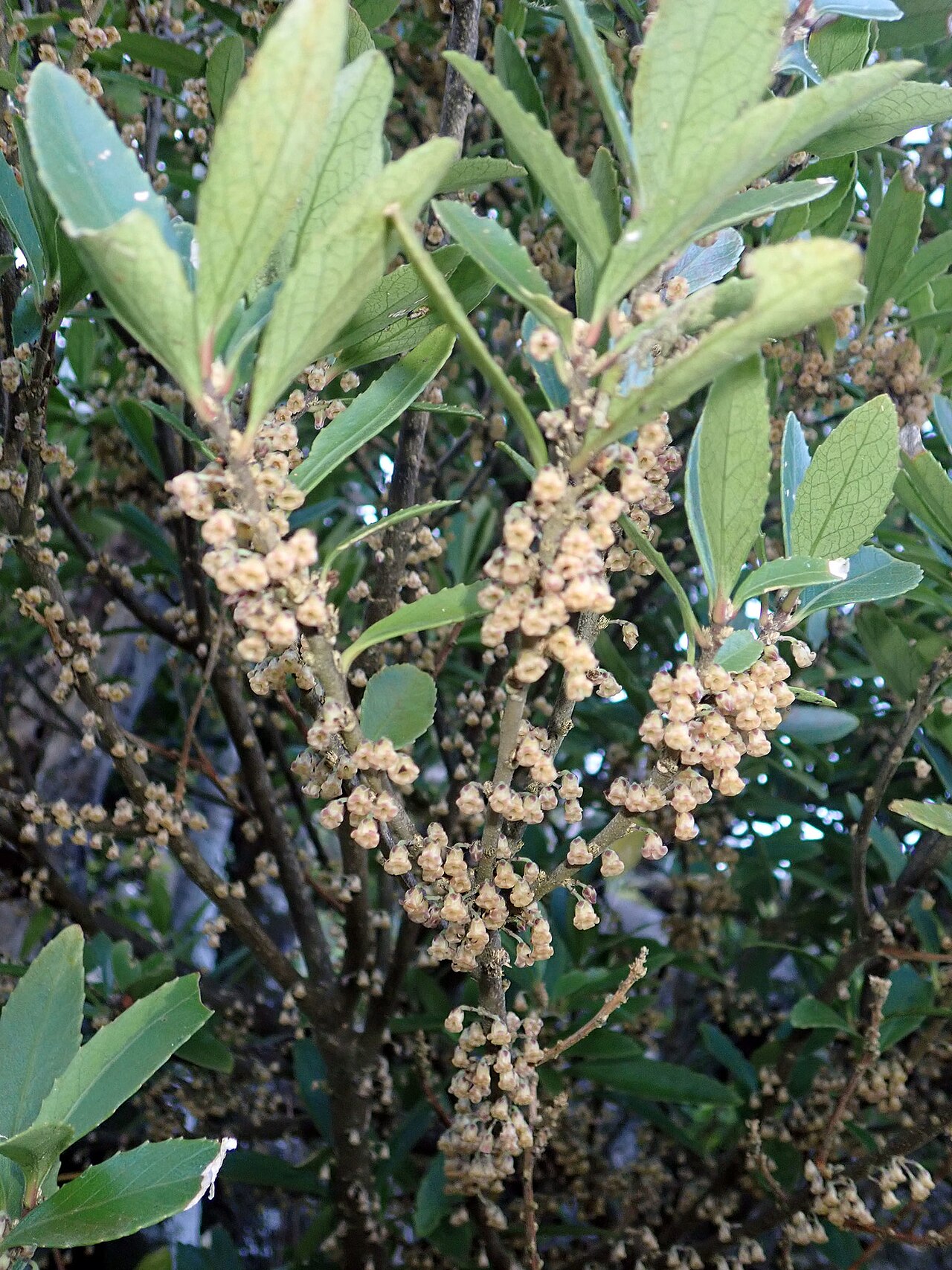 Melicytus chathamicus: Melicytus chathamicus, Waitangi, NZ-CI, NZ, 2019-09-21 (iNaturalist).