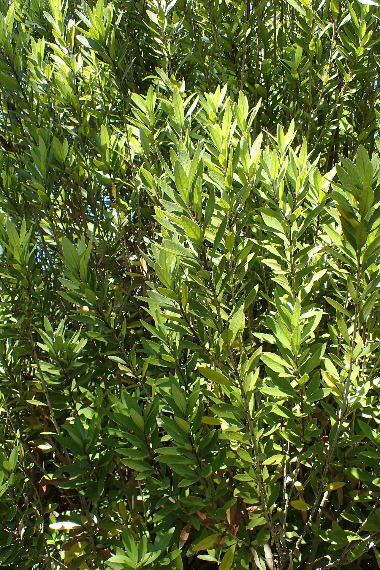Melicytus chathamicus: Melicytus chathamicus in Dunedin Botanic Garden