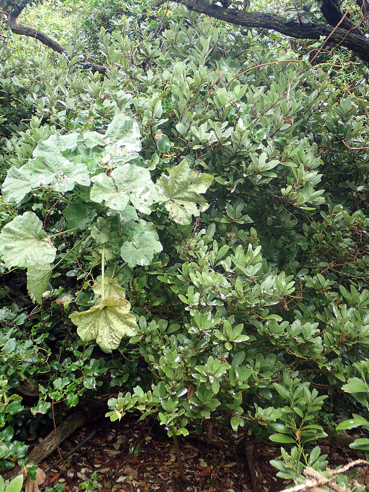 Melicytus chathamicus: Melicytus chathamicus, Waitangi, NZ-CI, NZ, 2021-02-11 (iNaturalist).