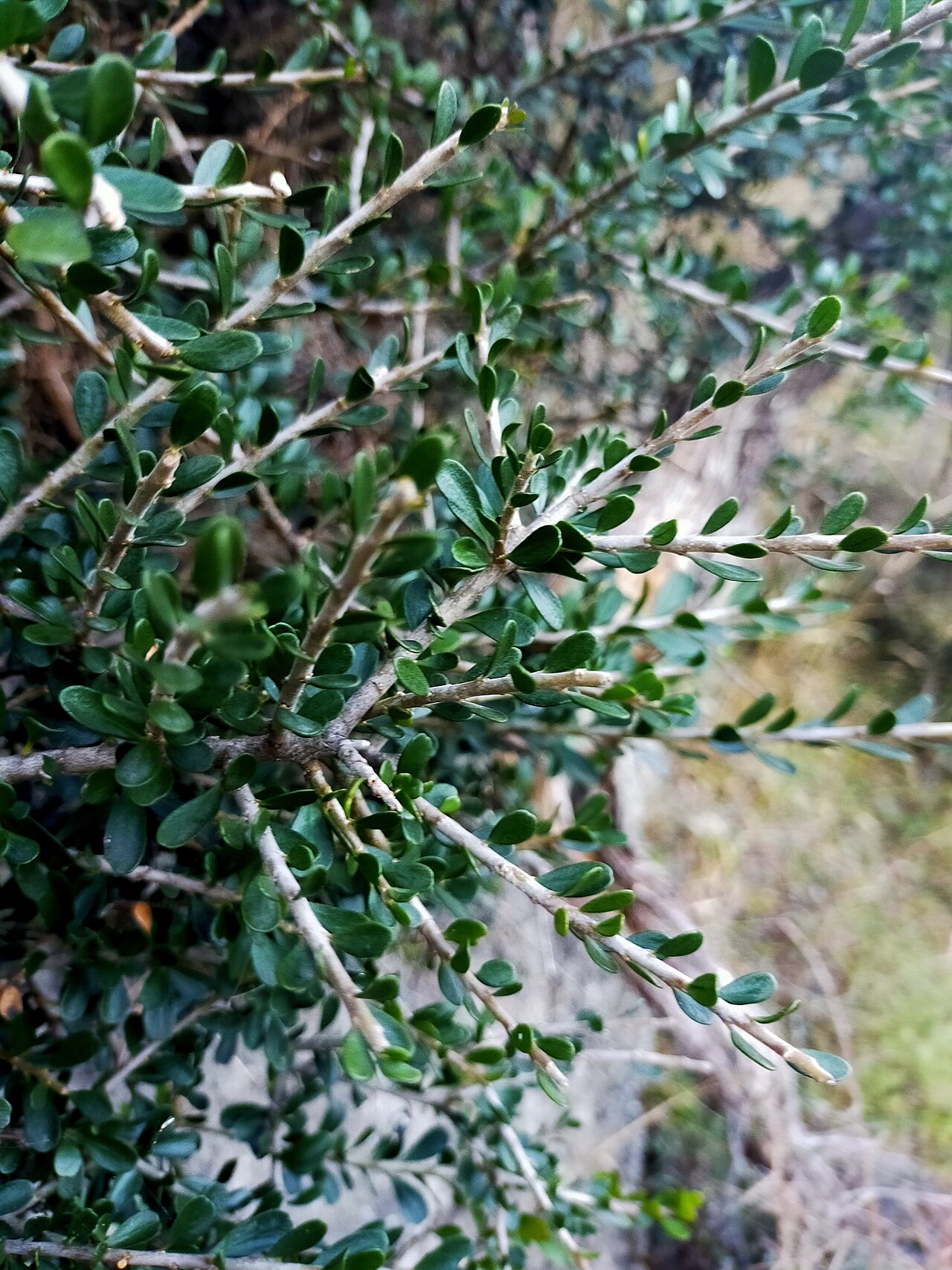 Melicytus crassifolius: Thick Leaved Porcupine Plant