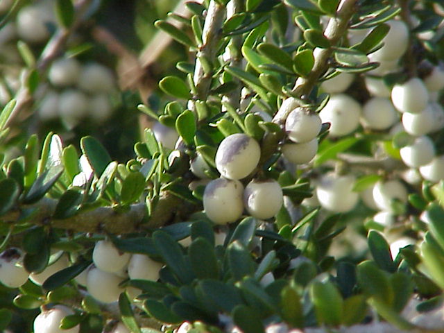 Melicytus crassifolius: Species : Hymenanthera crassifolia Family : Violaceae Image No. 1