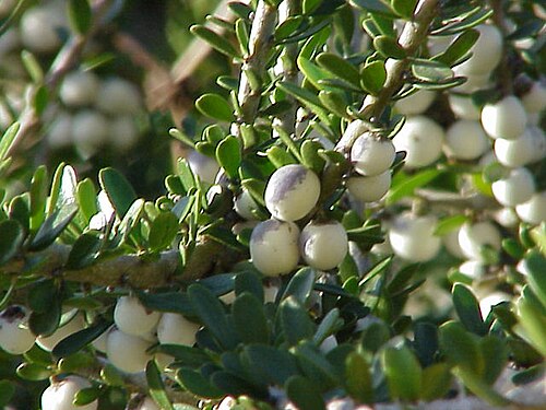 Melicytus crassifolius: Species : Hymenanthera crassifolia Family : Violaceae Image No. 1