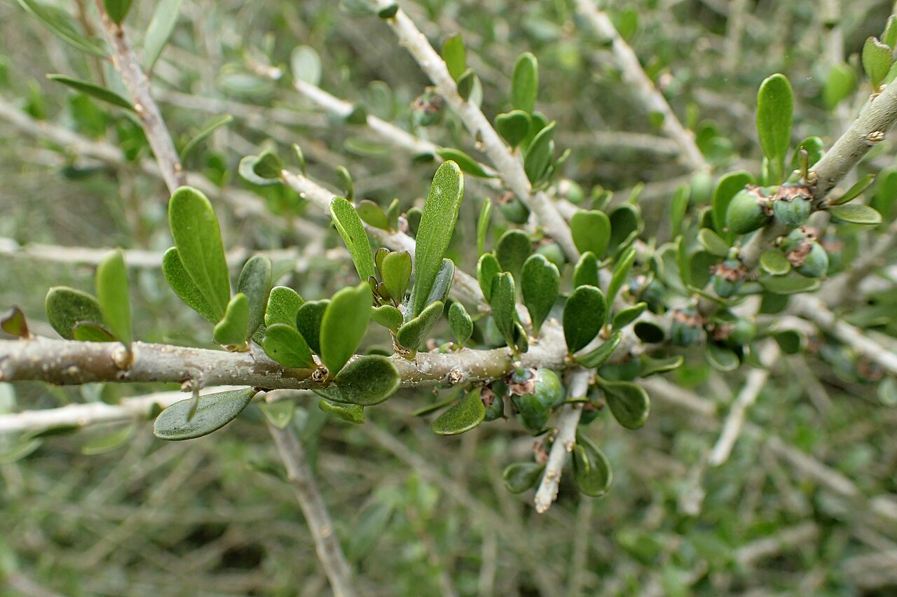Melicytus crassifolius: Melicytus crassifolius in Auckland Botanic Gardens