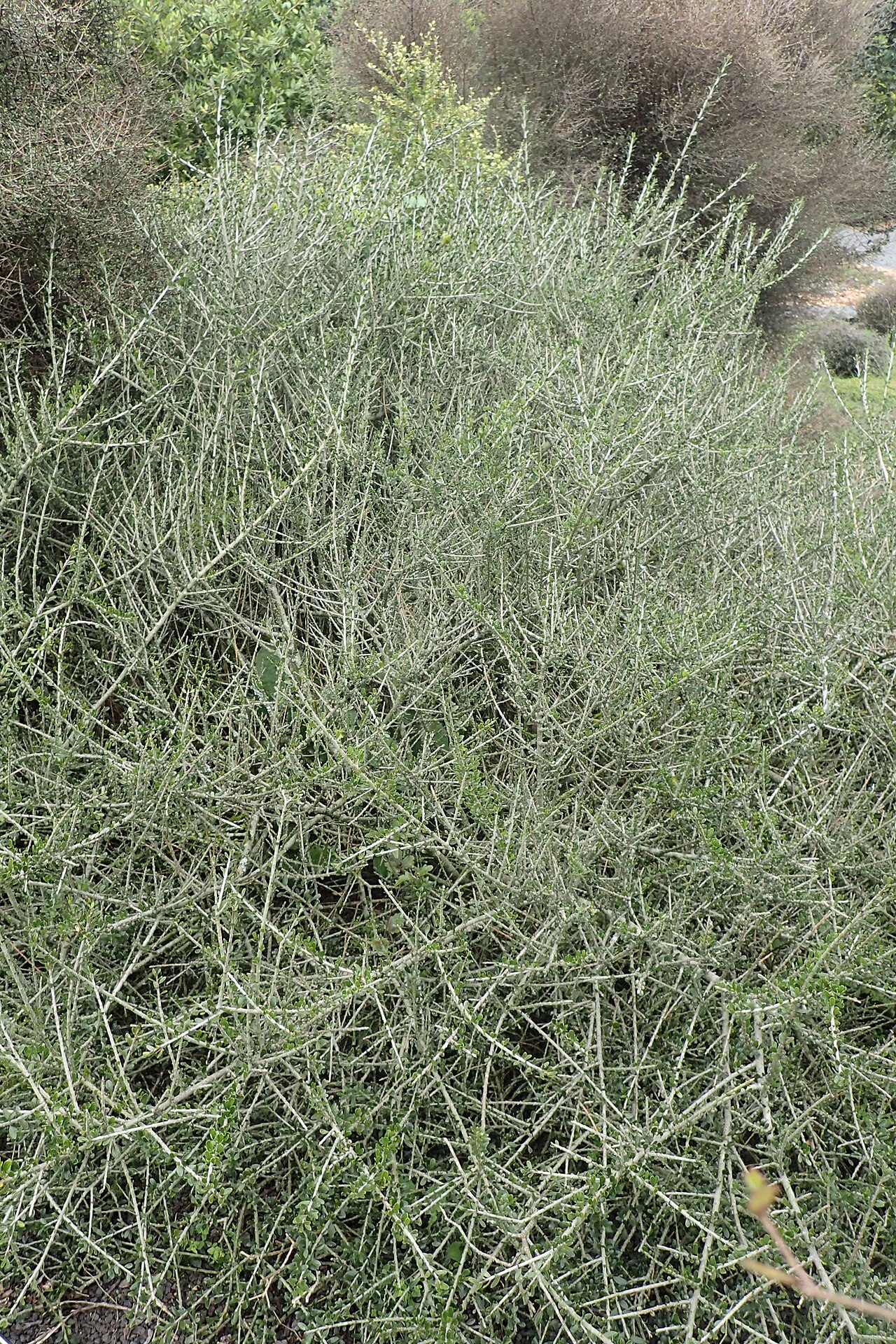 Melicytus crassifolius: Melicytus crassifolius in Auckland Botanic Gardens