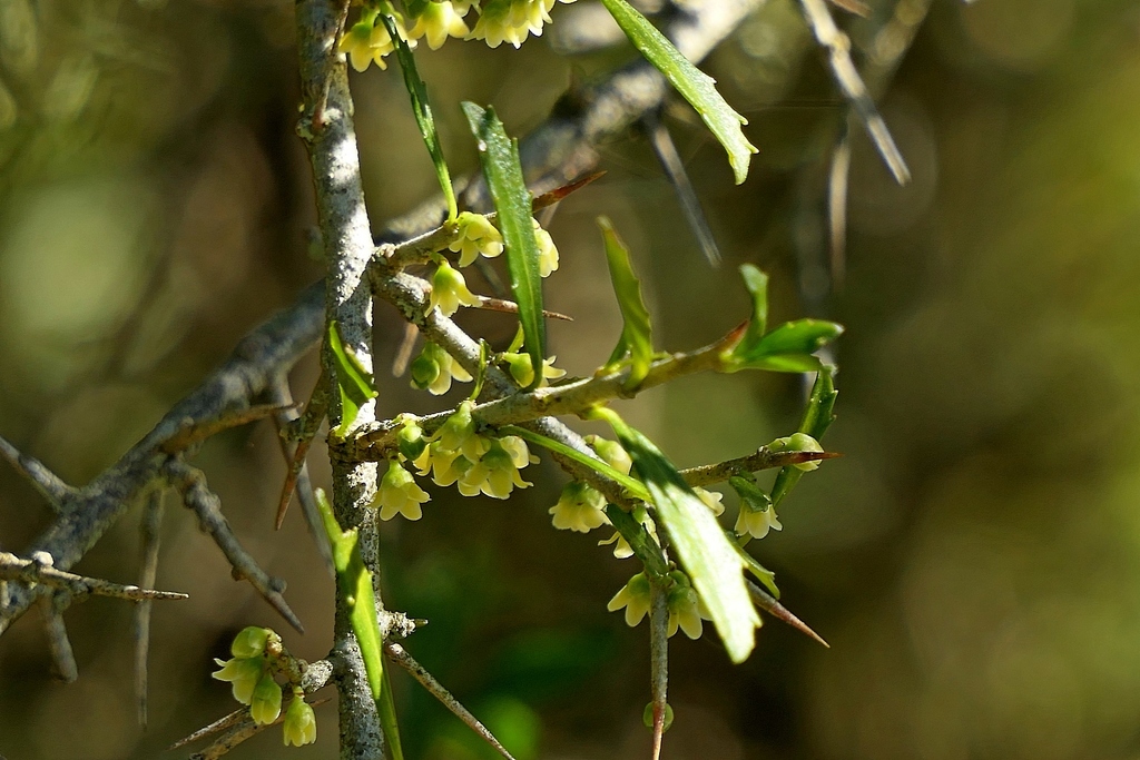 Melicytus dentatus (Melicytus dentatus)