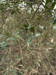 Melicytus dentatus (Melicytus dentatus)