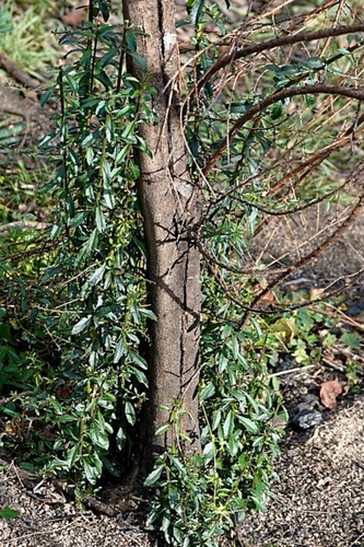 Melicytus dentatus (Melicytus dentatus)