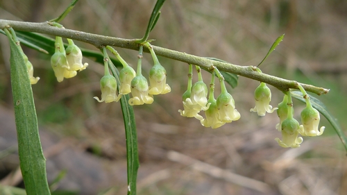 Melicytus dentatus (Melicytus dentatus)