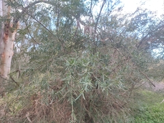 Melicytus dentatus (Melicytus dentatus)