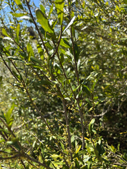 Melicytus dentatus (Melicytus dentatus)