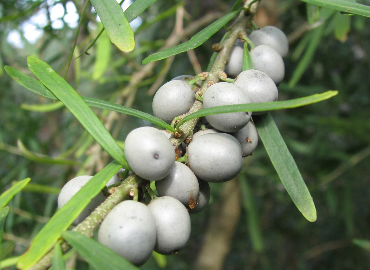 Melicytus dentatus: Melicytus dentatus berries, Banyule Flats Reserve, Viewbank, Victoria, Australia