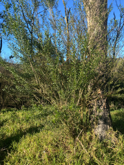 Melicytus dentatus (Melicytus dentatus)