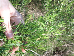 Melicytus dentatus (Melicytus dentatus)