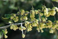 Melicytus dentatus (Melicytus dentatus)