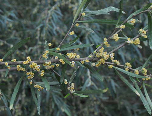 Melicytus dentatus (Melicytus dentatus)