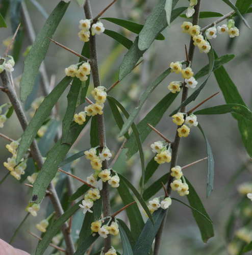 Melicytus dentatus (Melicytus dentatus)
