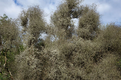 Melicytus flexuosus (Melicytus flexuosus)