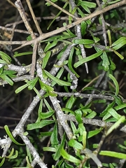Melicytus flexuosus (Melicytus flexuosus)