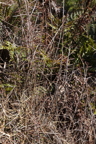 Melicytus flexuosus (Melicytus flexuosus)