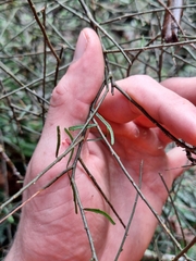 Melicytus flexuosus (Melicytus flexuosus)