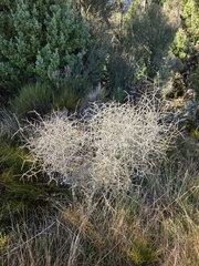 Melicytus flexuosus (Melicytus flexuosus)