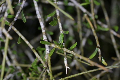 Melicytus flexuosus (Melicytus flexuosus)
