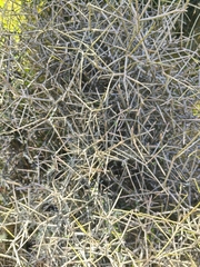 Melicytus flexuosus (Melicytus flexuosus)