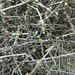 Melicytus flexuosus (Melicytus flexuosus)
