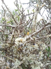 Melicytus flexuosus (Melicytus flexuosus)