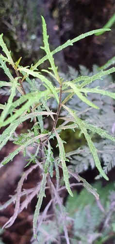Melicytus flexuosus (Melicytus flexuosus)