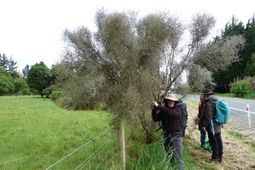 Melicytus flexuosus (Melicytus flexuosus)