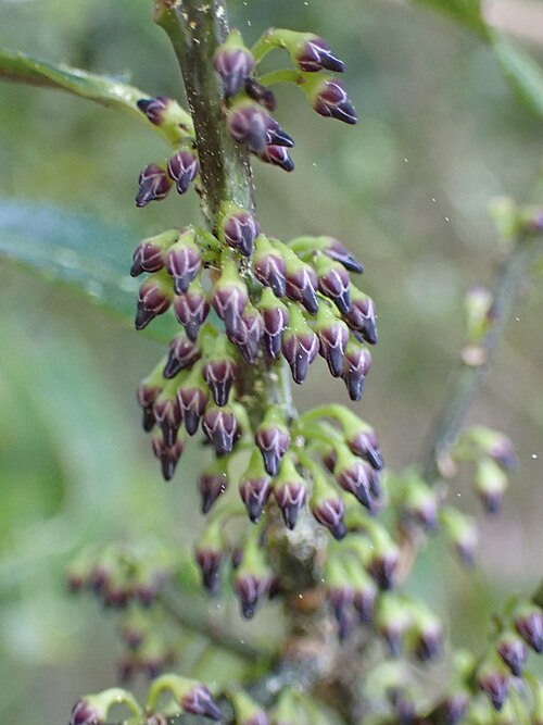 Melicytus lanceolatus: Māhoe-wao (Melicytus lanceolatus) with flower buds in August. Upper Hutt, Wellington, New Zealand.