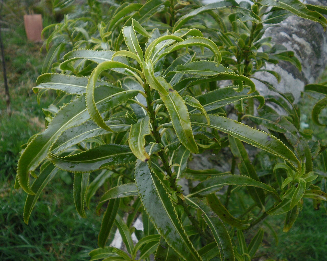 Melicytus lanceolatus: Melicytus lanceolata, Narrow-leaved mahoe, foliage in Waiu wetland, Wainuiomata, Wellington, New Zealand.