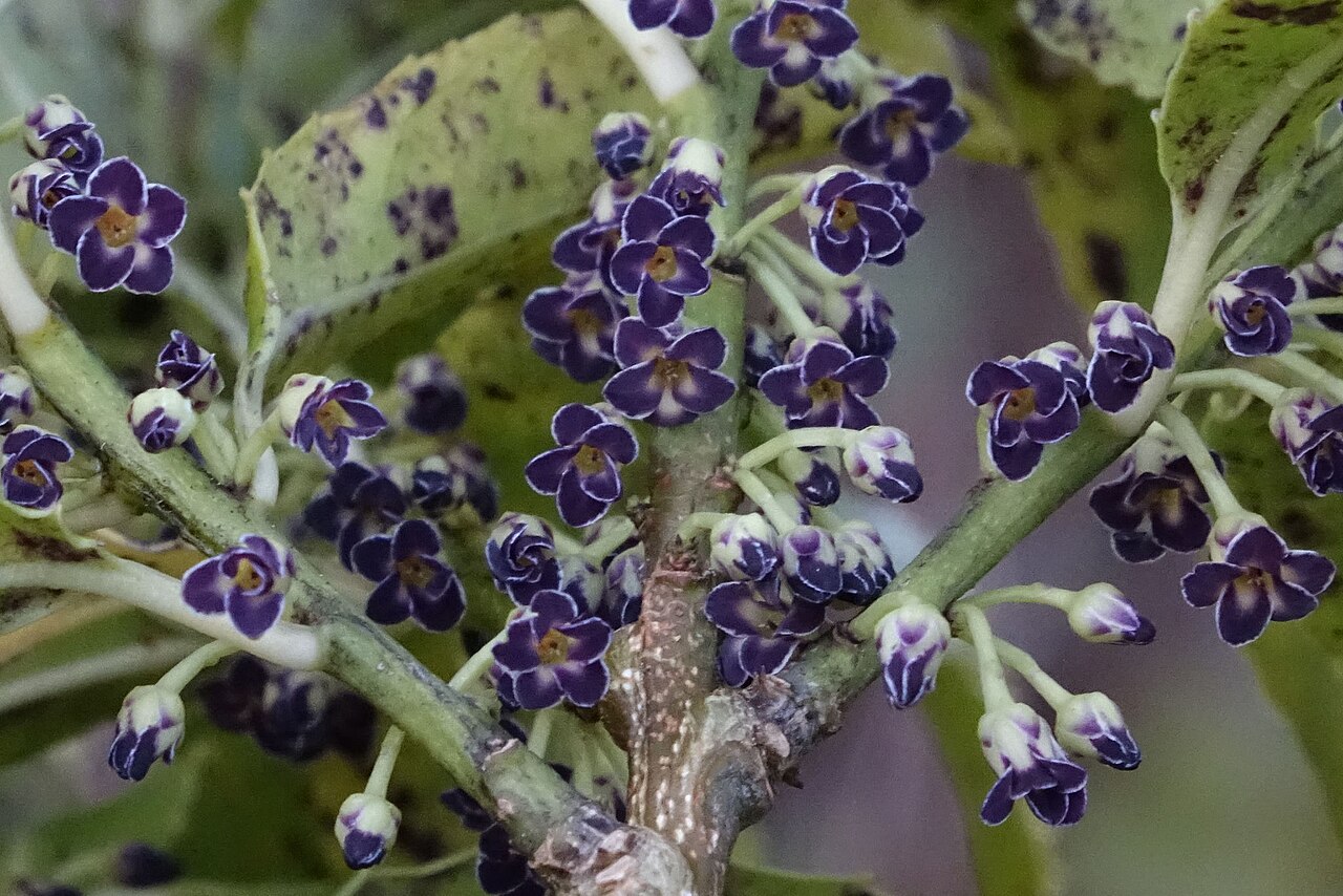 Melicytus lanceolatus: Purple flowers of Melicytus lanceolatus in September. Dunedin, New Zealand.