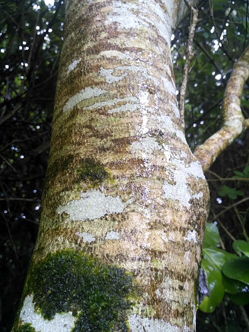 Melicytus lanceolatus: Trunk of māhoe-wao (Melicytus lanceolatus). Observed in Papatowai, Otago, New Zealand.