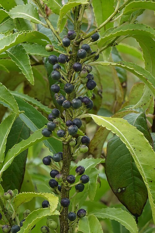 Melicytus lanceolatus: Melicytus lanceolatus fruiting in March. Observed in Dunedin, New Zealand.