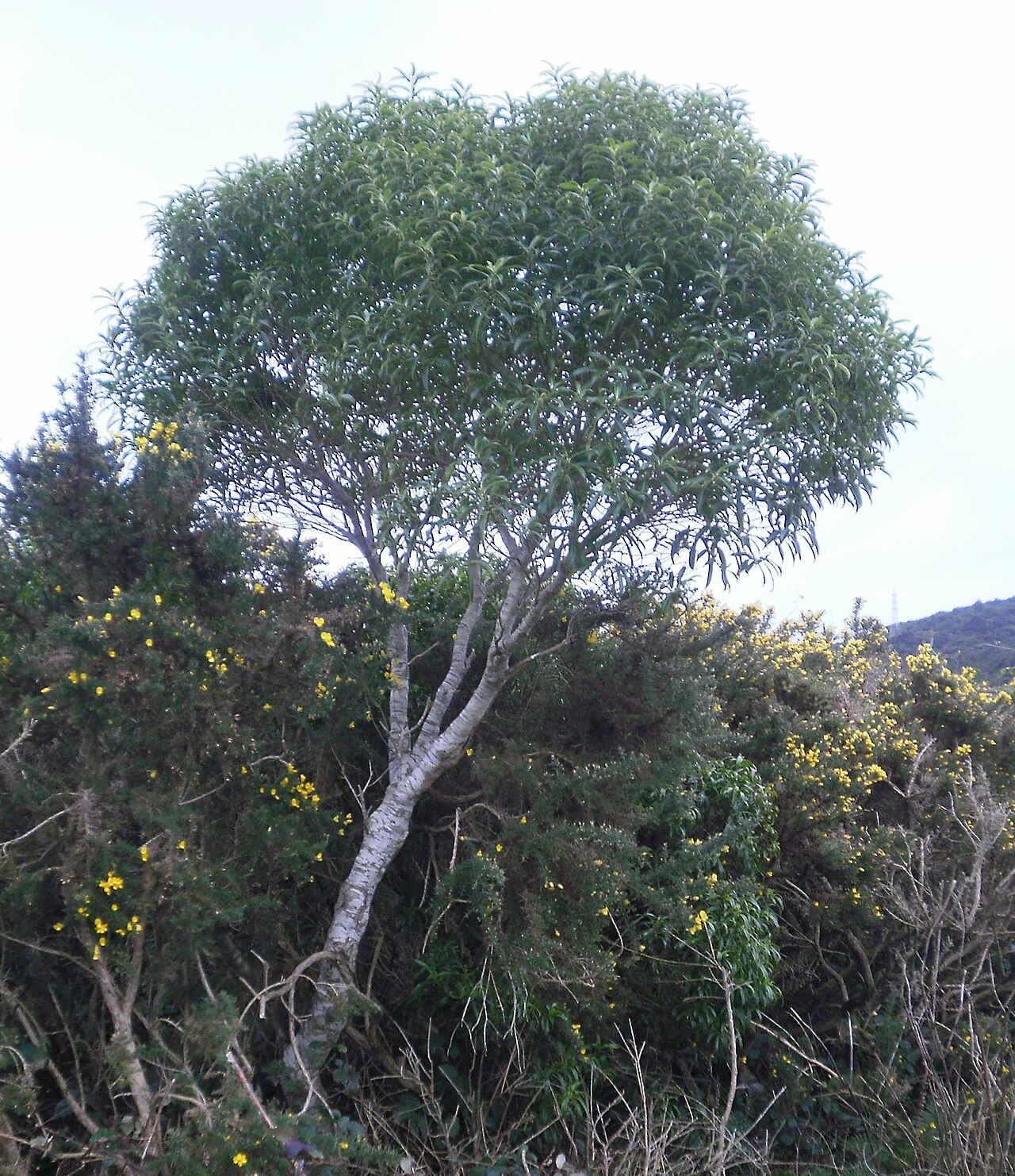 Melicytus lanceolatus: Melicytus lanceolata, Narrow-leaved mahoe, tree in Waiu wetland, Wainuiomata, Wellington, New Zealand.