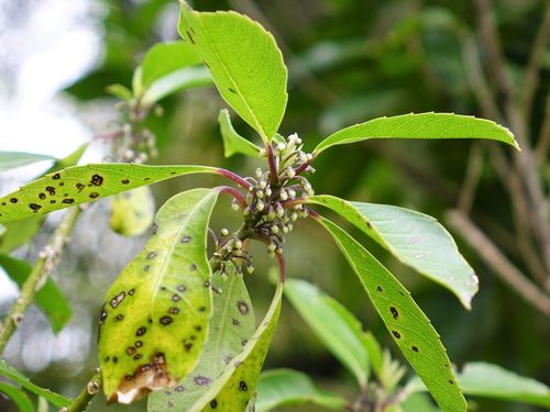 Melicytus macrophyllus (Melicytus macrophyllus)
