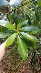 Melicytus macrophyllus (Melicytus macrophyllus)