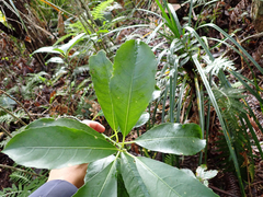 Melicytus macrophyllus (Melicytus macrophyllus)