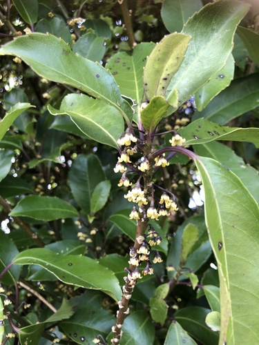 Melicytus macrophyllus (Melicytus macrophyllus)