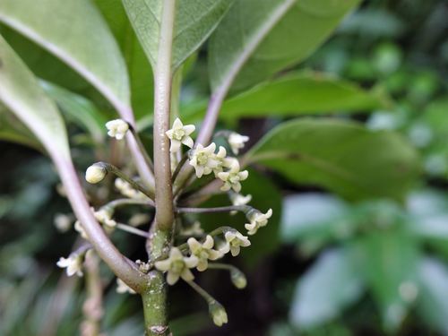 Melicytus macrophyllus (Melicytus macrophyllus)
