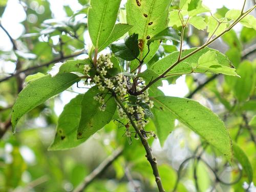 Melicytus macrophyllus (Melicytus macrophyllus)
